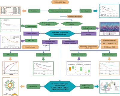 Identification and validation of immune-related gene signature models for predicting prognosis and immunotherapy response in hepatocellular carcinoma